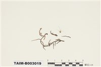 藏品(白齒苔科)的圖片